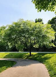 Attēlu rezultāti vaicājumam “Cladrastis kentukea”