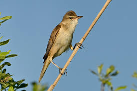 Image result for Acrocephalus arundinaceus