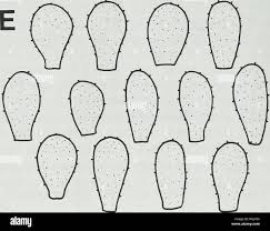 Attēlu rezultāti vaicājumam “Vouauxiomyces santessonii”