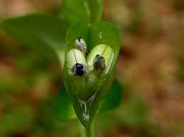 Attēlu rezultāti vaicājumam “Commelinaceae”