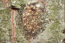 Attēlu rezultāti vaicājumam “Lymantria dispar larva”