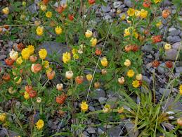 Attēlu rezultāti vaicājumam “Trifolium aureum flower”