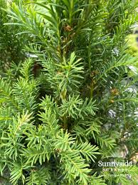 Attēlu rezultāti vaicājumam “Taxus”