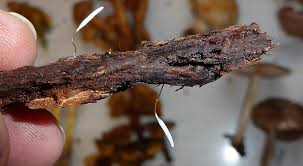 Attēlu rezultāti vaicājumam “Typhula erythropus”