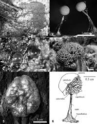 Attēlu rezultāti vaicājumam “Physarum obscurum plasmodium”