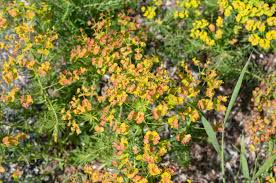 Attēlu rezultāti vaicājumam “Euphorbia cyparissias flower”