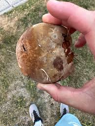 Attēlu rezultāti vaicājumam “Onnia tomentosa”