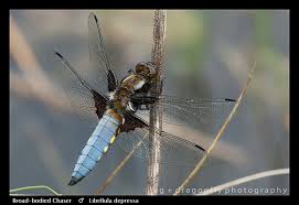 Attēlu rezultāti vaicājumam “Libellula depressa male”