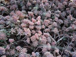 Attēlu rezultāti vaicājumam “Sedum hispanicum fruit”