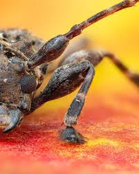 Attēlu rezultāti vaicājumam “Lycogala confusum macro”