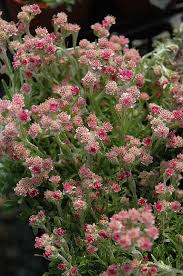 Attēlu rezultāti vaicājumam “Antennaria dioica leaf”