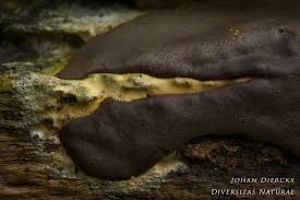 Attēlu rezultāti vaicājumam “Dictydiaethalium plumbeum”