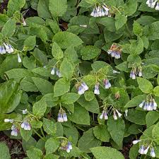 Attēlu rezultāti vaicājumam “Symphytum grandiflorum flower”