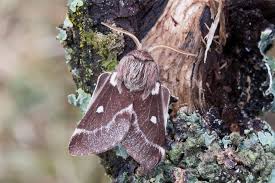 Attēlu rezultāti vaicājumam “Eriogaster lanestris”