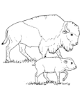 Bison coloring page