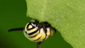 Image result for monarch caterpillar