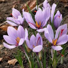 Attēlu rezultāti vaicājumam “Crocus”