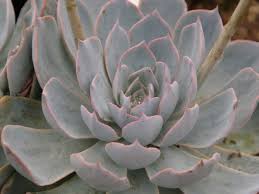 Attēlu rezultāti vaicājumam “Diachea subsessilis”