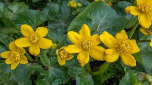 Attēlu rezultāti vaicājumam “Caltha palustris”