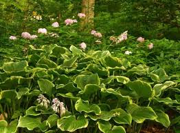 Image result for Hosta fortunei albomarginata