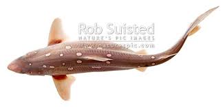 Image result for Squalus acanthias