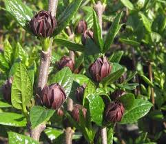 Attēlu rezultāti vaicājumam “Calycanthus floridus”