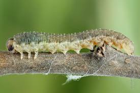 Attēlu rezultāti vaicājumam “Rhogogaster viridis”