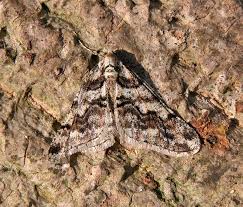 Attēlu rezultāti vaicājumam “Agriopis leucophaearia”