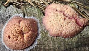 Attēlu rezultāti vaicājumam “Symphytocarpus flaccidus stalked”