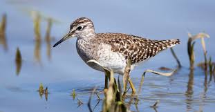 Attēlu rezultāti vaicājumam “Tringa glareola adult”