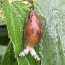 Attēlu rezultāti vaicājumam “Leucochloridium paradoxum larva”