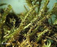 Attēlu rezultāti vaicājumam “Drepanocladus aduncus”