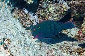 Image result for Scarus niger