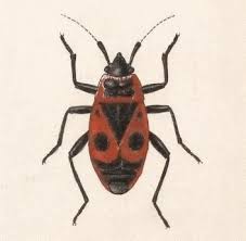 Attēlu rezultāti vaicājumam “Pyrrhocoris apterus imago”