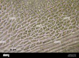 Attēlu rezultāti vaicājumam “Anomodon attenuatus”