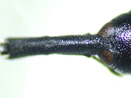 Attēlu rezultāti vaicājumam “Magdalis sp.”