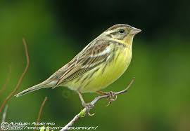 Image result for Emberiza aureola