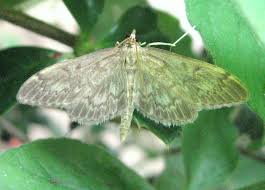 Attēlu rezultāti vaicājumam “Anania lancealis”