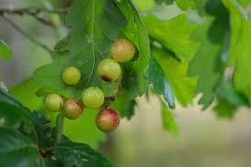 Attēlu rezultāti vaicājumam “Cynips quercusfolii”