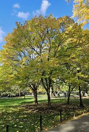 Attēlu rezultāti vaicājumam “Syringa reticulata subsp. amurensis”