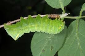 Attēlu rezultāti vaicājumam “Amphipyra”