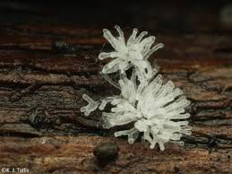 Attēlu rezultāti vaicājumam “Ceratiomyxa fruticulosa”