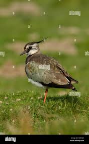 Attēlu rezultāti vaicājumam “Vanellus vanellus adult”