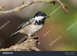 Attēlu rezultāti vaicājumam “Periparus ater”