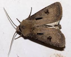 Attēlu rezultāti vaicājumam “Agrotis exclamationis”