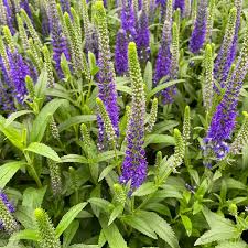 Attēlu rezultāti vaicājumam “Veronica spicata”