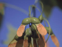 Attēlu rezultāti vaicājumam “Acer saccharinum fruit”