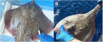 Image result for Raja polystigma