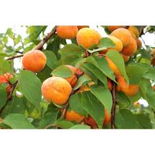 Attēlu rezultāti vaicājumam “Prunus armeniaca fruit”