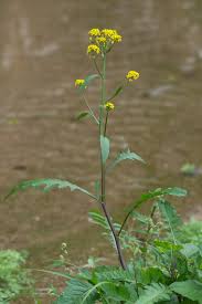 Attēlu rezultāti vaicājumam “Rorippa amphibia”